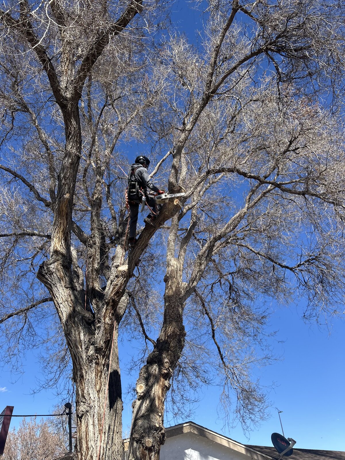 Large tree removal